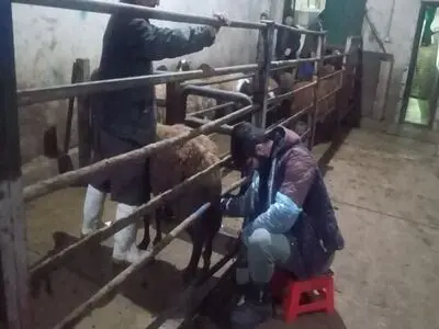 آغاز طرح صیانت از دام‌های مولد در کشتارگاه صنعتی شهرداری تبریز