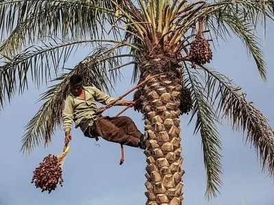 حذف پنج محصول کشاورزی از فهرست محصولات کشاورزی آب‌بر 