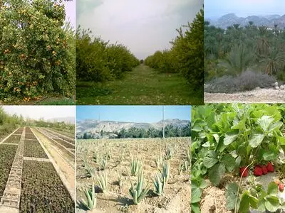 آغاز عملیات بیمه‌گری محصولات زراعی بهاره در آذربایجان‌غربی
