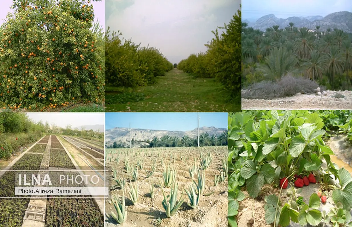 آغاز عملیات بیمه‌گری محصولات زراعی بهاره در آذربایجان‌غربی