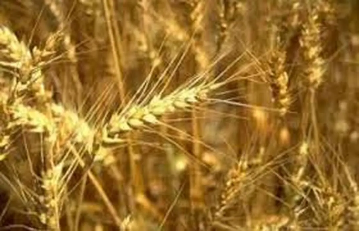 نخستین واریزی خرید تضمینی گندم در بانک کشاورزی جنوب کرمان