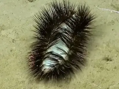 تصویری جالب از پشمالوهای کف دریا 