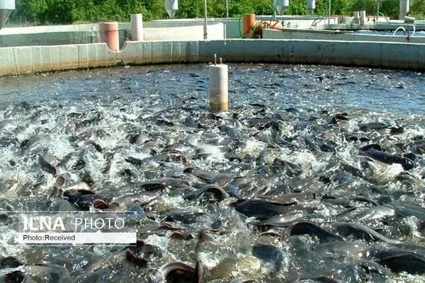 صادرات ۱۰۰۰ تنی ماهی قزل‌آلا از همدان به روسیه