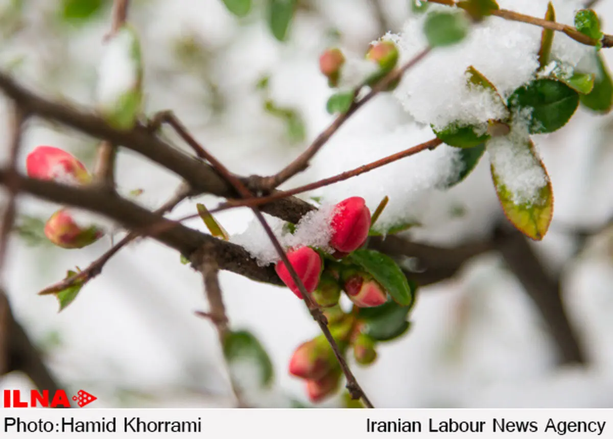 بارش برف بهاری در تهران/ نگرانی باغداران از سرمازدگی شکوفه‌ها