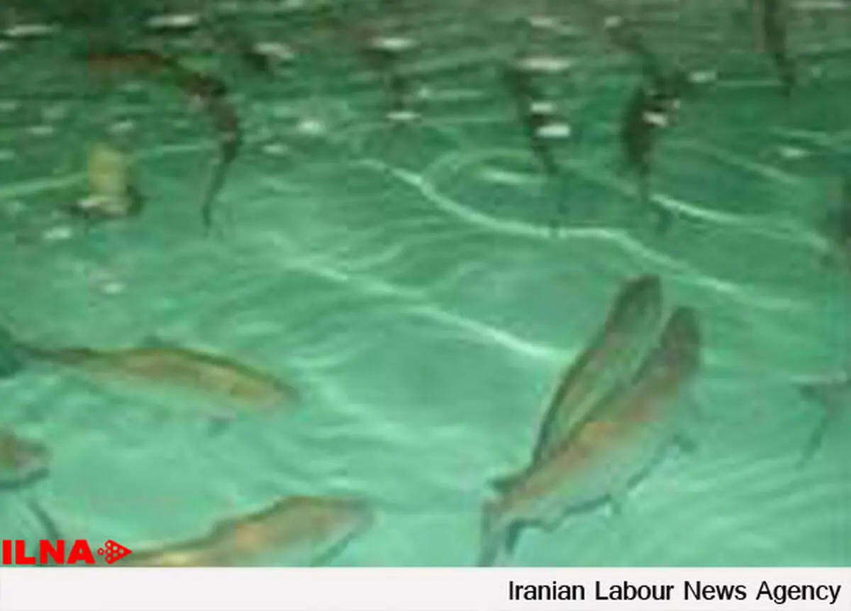 هرمزگان پتانسیل آبزی‌پروری بالایی‌دارد/ لزوم توسعه شیلات هوشمند و استفاده از فنآوری در حوزه آبزی پروری 