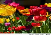 ارزآوری ۴۰ میلیون دلاری صادرات گل و گیاهان زینتی ایران