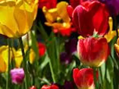 ارزآوری ۴۰ میلیون دلاری صادرات گل و گیاهان زینتی ایران