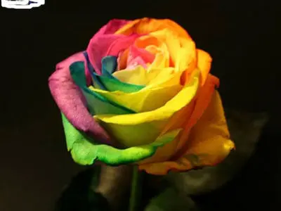 asdasd
