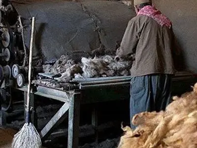  صادرات پشم آزاد شد 