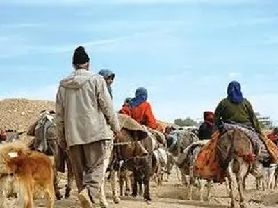 ۴۰ درصد از دام‌های عشایر بیمه می‌شوند