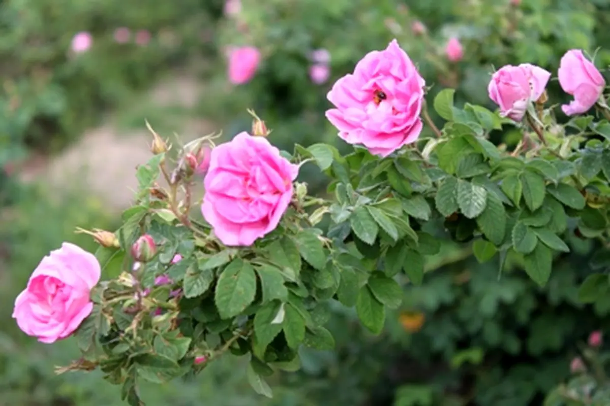 افزایش دو برابری گردشگران داخلی و خارجی  درایام گلاب‌گیری قمصر