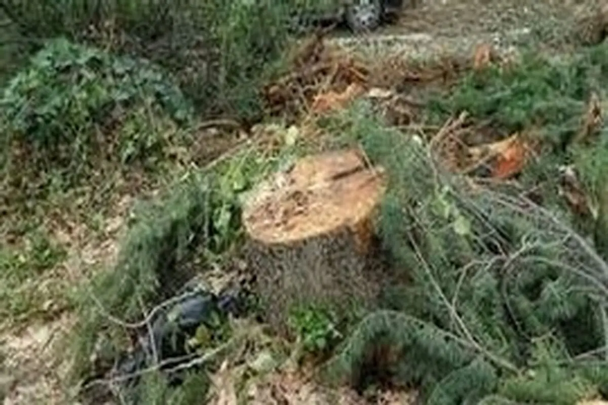 برخورد قاطع دستگاه قضایی با تخریب کنندگان محیط زیست