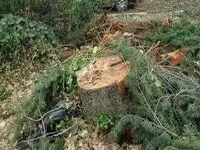 قطع درختان در یک مدرسه واکنش دادستانی و تشکیل پرونده قضایی را به دنبال داشت/فیلم