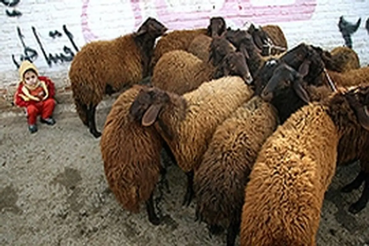 طرح رایگان واکسیناسیون تب برفکی در هزار روستای کردستان اجرایی شد