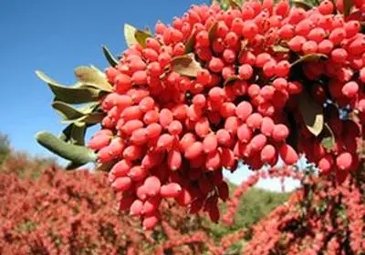 ایجاد ارزش افزوده در زرشک از طریق توسعه صنایع فرآوری مورد تأکید است