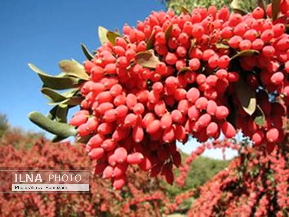 زرشک نوبرانه خراسان جنوبی در راه بازار 