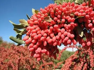 دستگاه دانه‌کن زرشک مبتکر بیرجندی تجاری‌سازی شد 