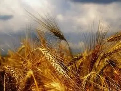 بیش از 50 درصد کشاورزان گندم خود را به دولت نمی‌فروشند