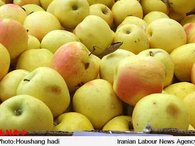  واکنش وزارت جهاد کشاورزی به خبر آزادسازی واردات آووکادو 