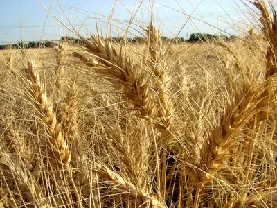 راه‌اندازی 22 مرکز برای خرید تضمینی گندم در قزوین