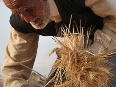 گندمکاران چنانه خواستار تسویه مطالباتشان هستند