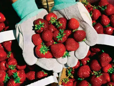 تبدیل بزرگترین شهرک گلخانه ای هیدروپونیک به سایت گردشگری