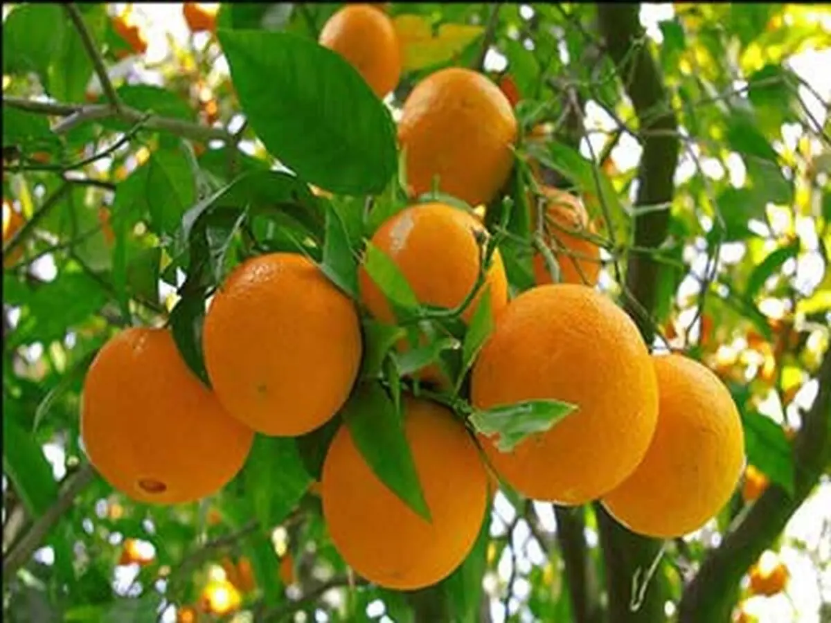 واردات ۶۵۰ تن نارنگی پاکستانی به کشور
