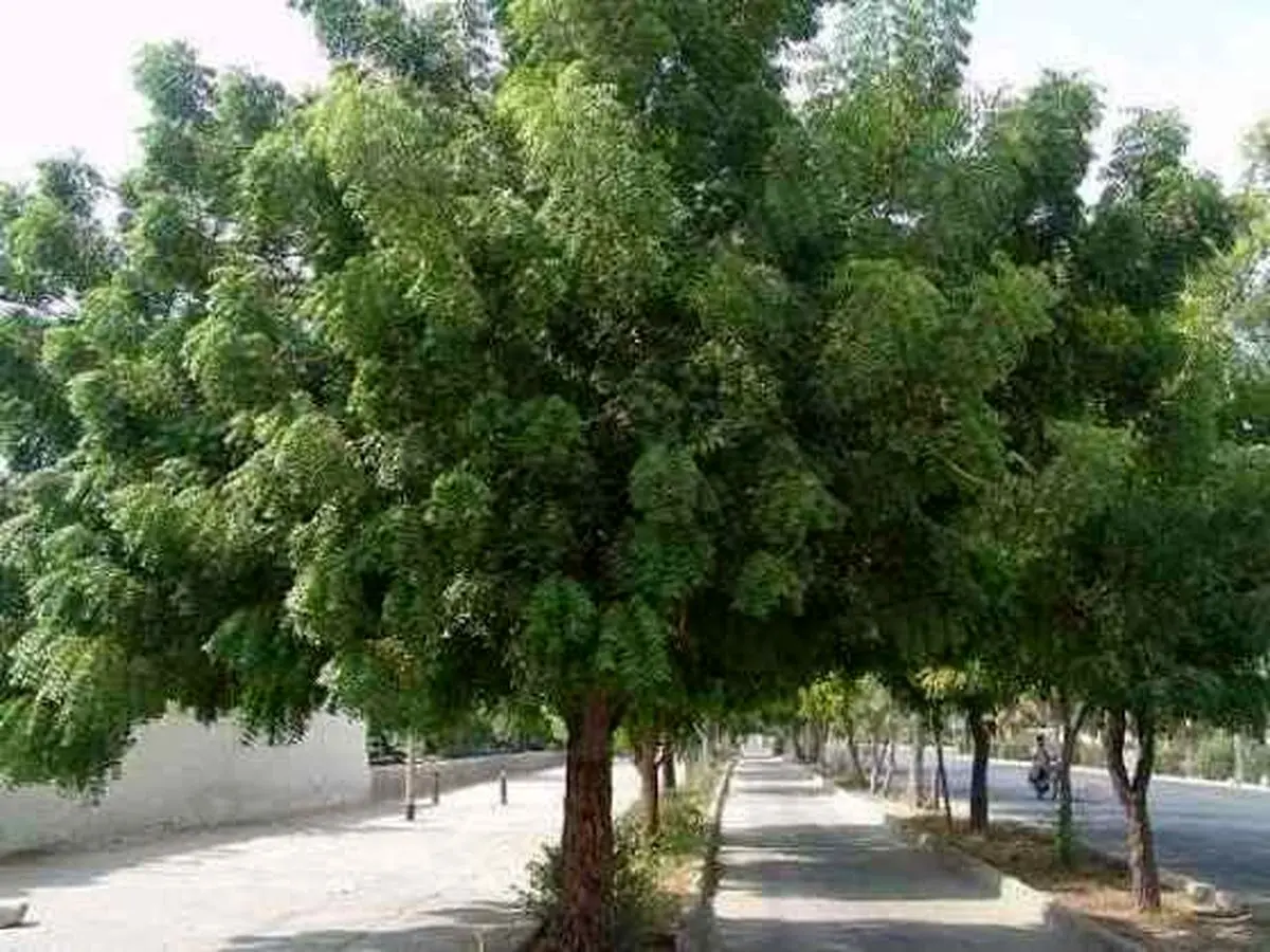 میوه‌دهی درختان چریش در بندرعباس