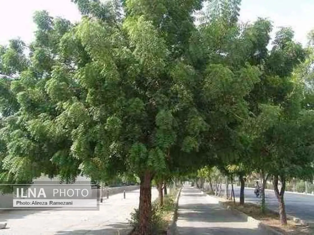 قطع شبانه تعدادی از درختان خیابان ولیعصر