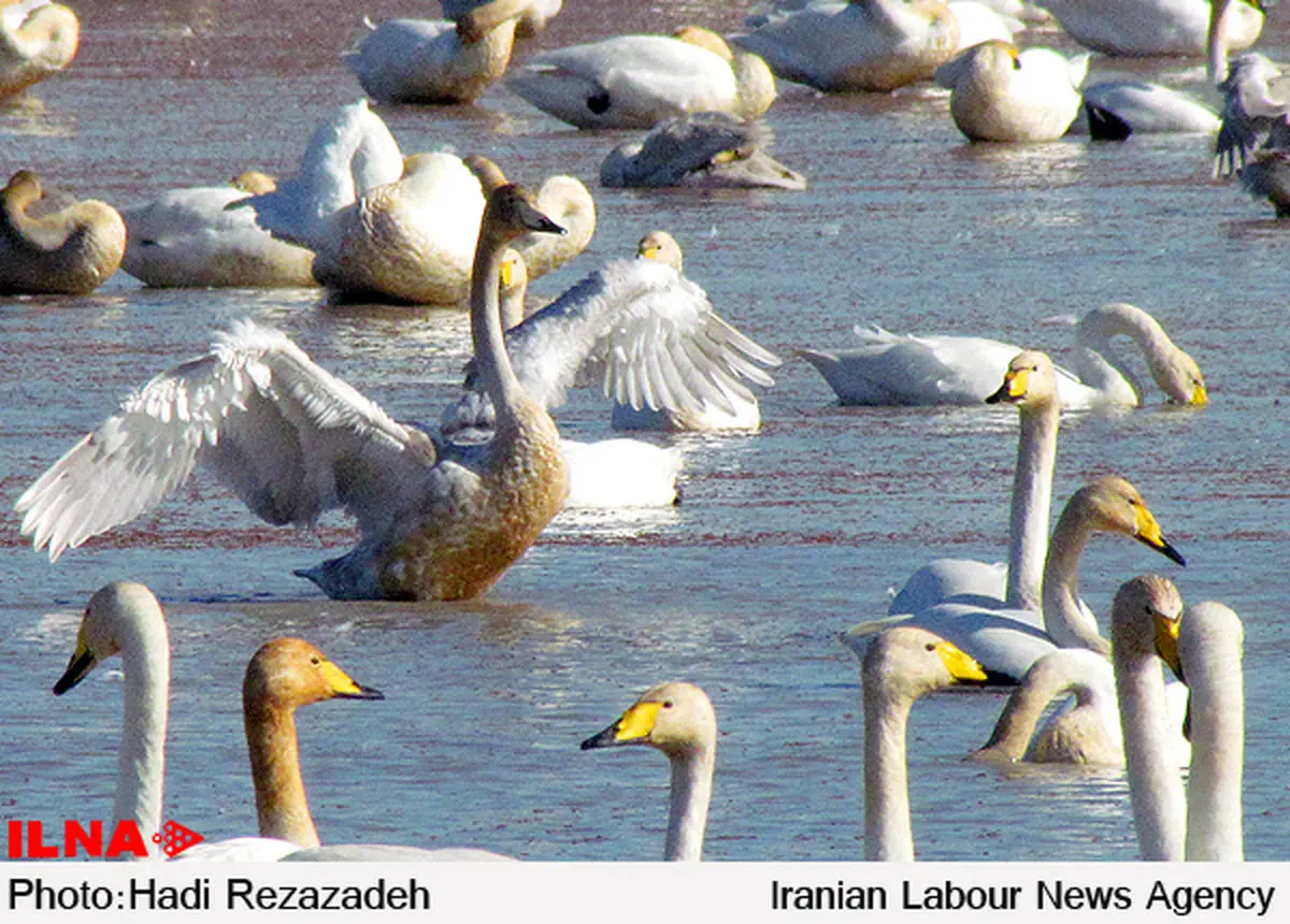 افزایش 30 درصدی گونه‌های جانوری در منطقه حفاظت شده دنا