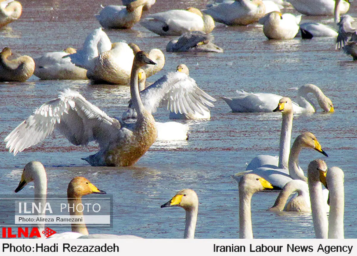 رودخانه مهاباد پذیرای پرندگان مهاجر آسیایی و اروپایی