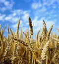 کشت گندم آبی در گندمزارهای اهواز