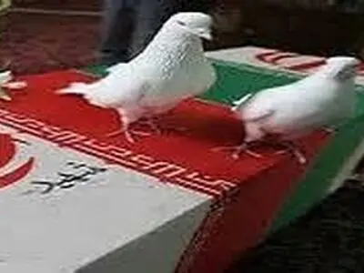 بازگشت ۵۵ کبوتر سبک بال به میهن