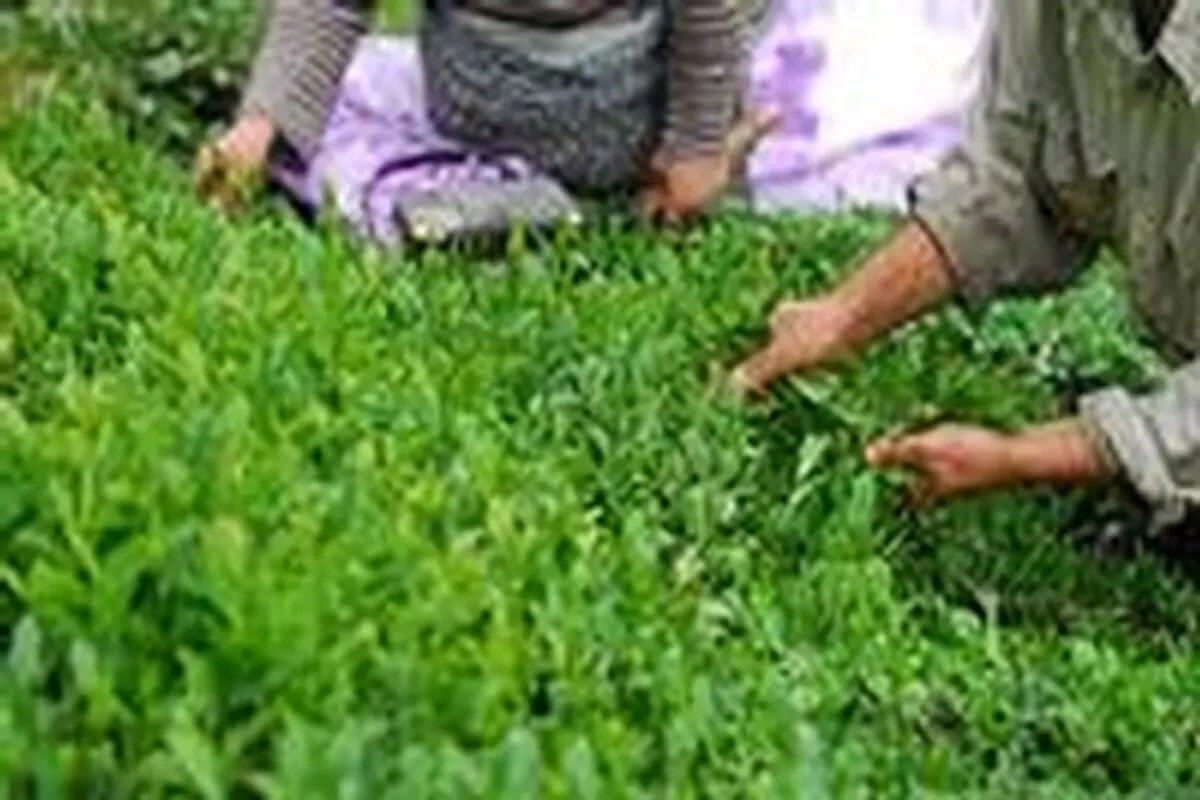 سریلانکا ۲۶ درصد چای کشور را تامین می‌کند/ سهم ۳۰ درصدی چایکاران ایرانی از مصرف داخلی