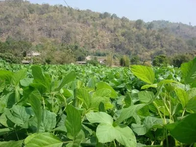 آغاز کاشت سویا در بیش از یک هزار هکتار از اراضی کشت و صنعت مغان