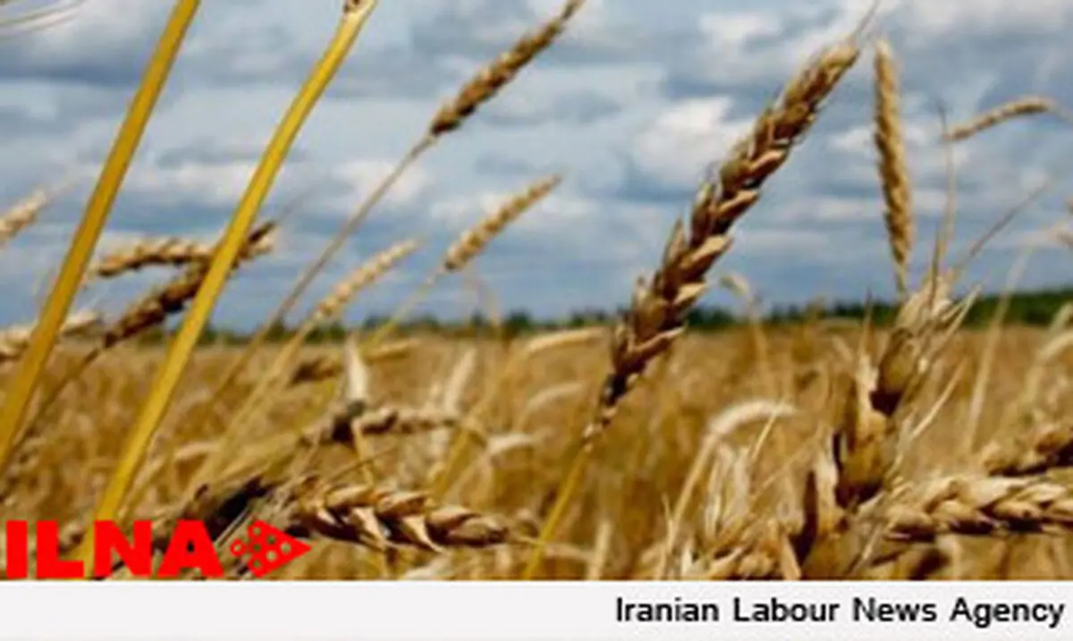 کشاورزان گندم خود را زیر قیمت به دلالان واگذار می‌کنند