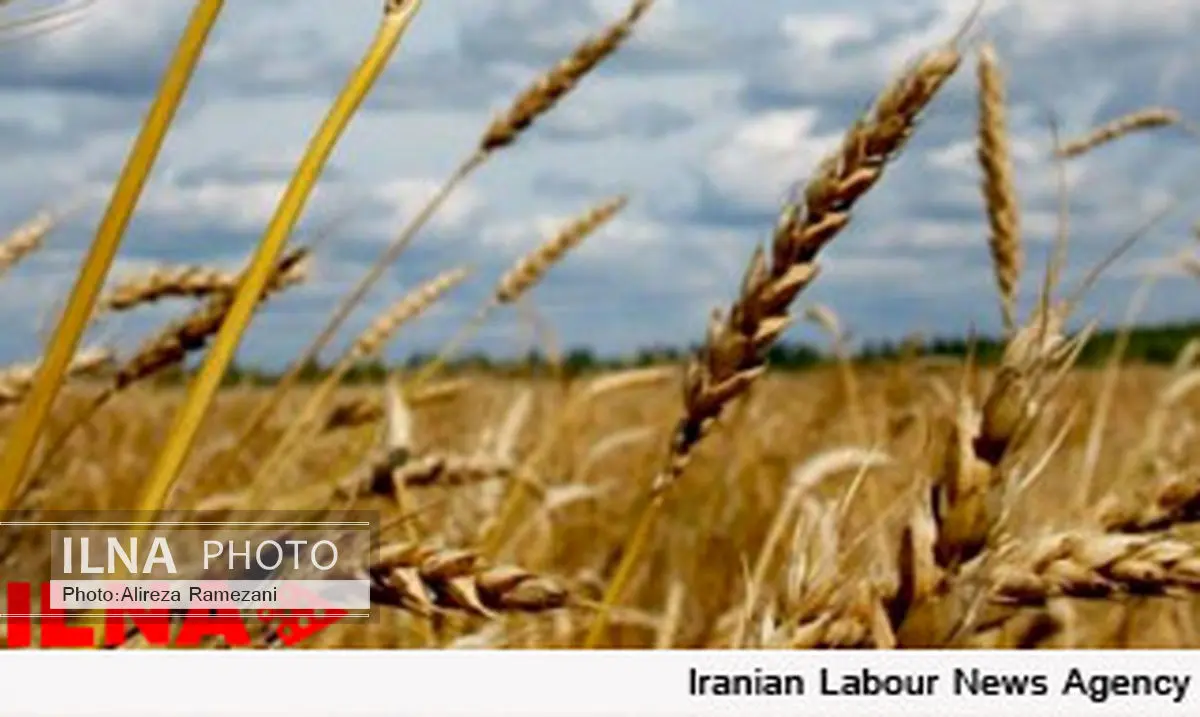 پرداخت مطالبات گندمکاران و صندوق بیمه کشاورزی