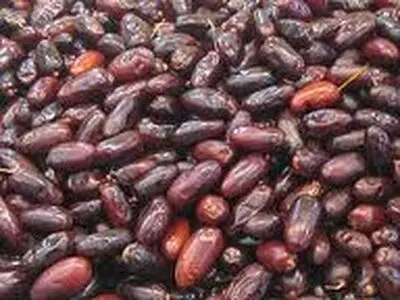 تامین و ذخیره سازی خرما در فارس