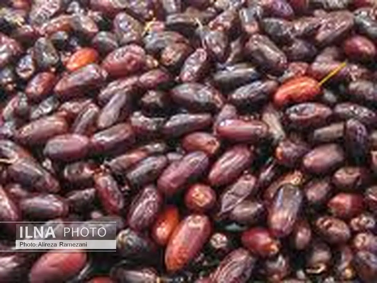 صادرات خرما و قیر هرمزگان به کشور هند