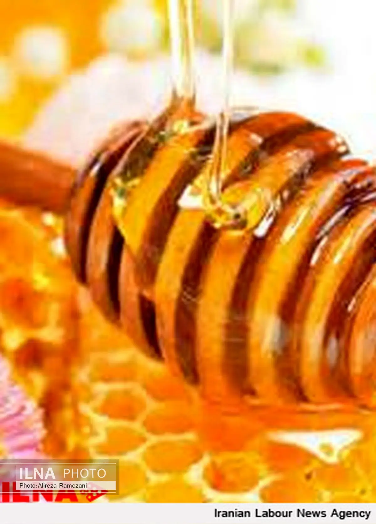 افزایش18 درصدی تولید عسل در خراسان شمالی