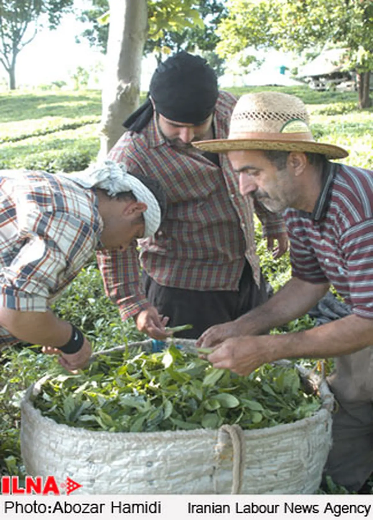 بیش از 30 تولیدكننده چای تهدید به اعلام ورشكستگی كردند