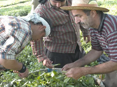 بیش از 30 تولیدكننده چای تهدید به اعلام ورشكستگی كردند