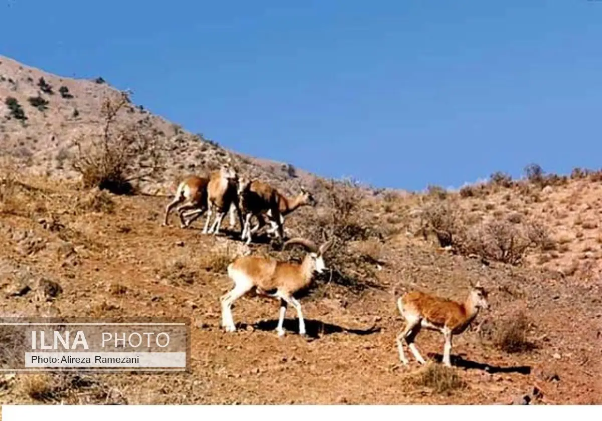 آغاز سرشماری حیات وحش لرستان