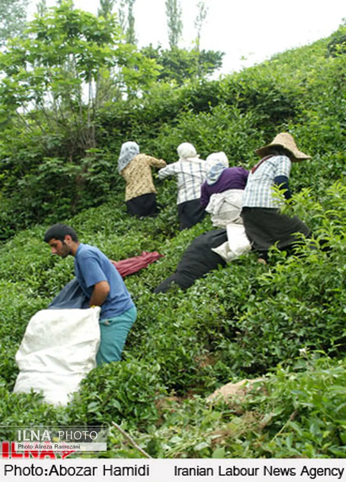 مطالبات چایکاران گیلانی پرداخت می‌شود