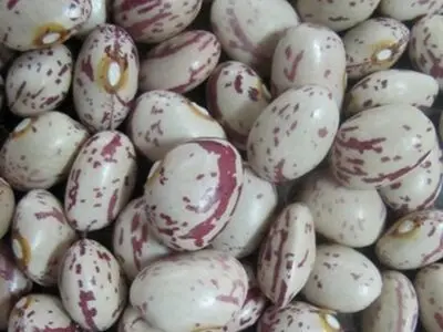 قیمت حبوبات در خرده فروشی‌‌ها دو تا سه برابر عمده فروشی‌هاست