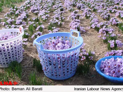 عکس فضای مجازی ؛ عامل سرقت گل‌های زعفران