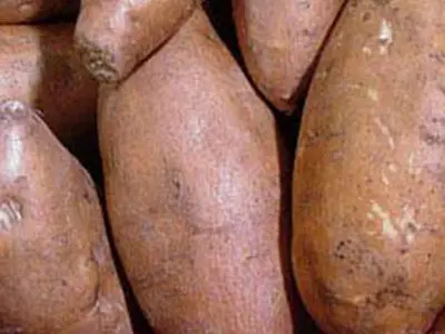 کاهشی شدن قیمت سیب‌زمینی در بازار خوزستان/ توزیع ۷۰ تن سیب زمینی به منظور تنظیم بازار