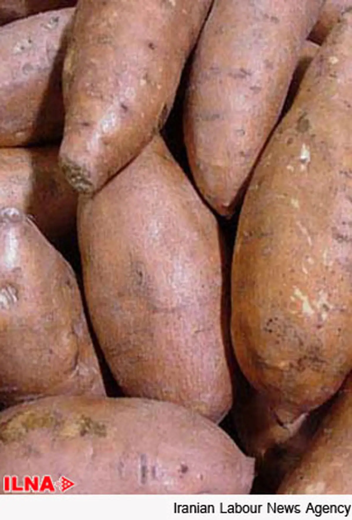 کاهشی شدن قیمت سیب‌زمینی در بازار خوزستان/ توزیع ۷۰ تن سیب زمینی به منظور تنظیم بازار