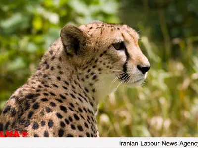 کاهش قابل توجه یوزپلنگ‌‌های ایرانی