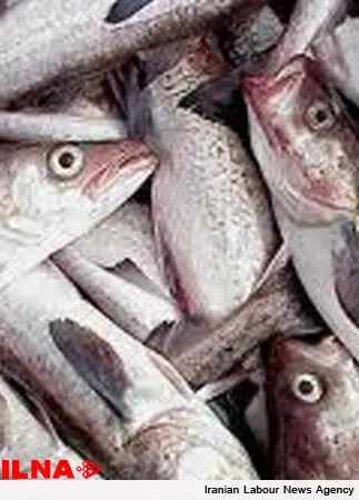 ظرفیت مغفول 50 درصدی چهار محال و بختیاری  در آبزی‌پروری